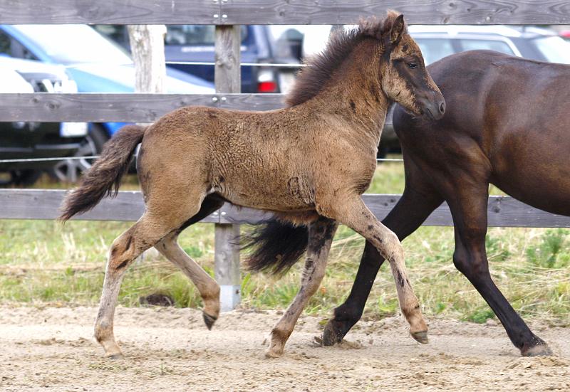 Njola von Heidmoor k.jpg